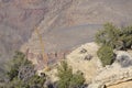 Desert bighorns at Grand Canyon Royalty Free Stock Photo