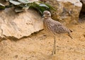 Desert bird Royalty Free Stock Photo