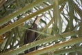 Desert Bird in Coconut Tree Royalty Free Stock Photo