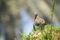 Desert Bird in Grass Royalty Free Stock Photo