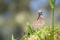 Desert Bird in Grass Royalty Free Stock Photo