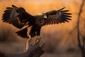 desert bird landing on dry tree branch Royalty Free Stock Photo