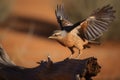 desert bird landing on dry tree branch Royalty Free Stock Photo