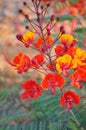 Desert Bird of Paradise Royalty Free Stock Photo