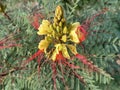 Desert Bird of Paradise Shrub (lat.- Caesalpinia gilliesii Royalty Free Stock Photo