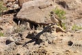 Desert Bird with Thunderbird Dreams Royalty Free Stock Photo