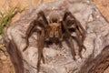 Desert Blonde Tarantula (Aphonopelma Chalcodes) Royalty Free Stock Photo