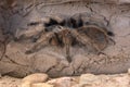 Desert blonde tarantula close up in the desert sands