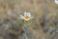 Desert Bloom grows in the deadly sun