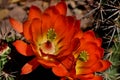 Desert Bloom in Red