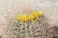 Desert Bloom Series - Barrel Cactus - Ferocactus Cylindraceus