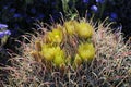 Desert Bloom Series - Barrel Cactus - Ferocactus Cylindraceus