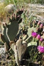 Desert Bloom Series - Beavertail Cactus - Opuntia Basilaris Royalty Free Stock Photo