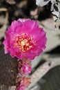 Desert Bloom Series - Beavertail Cactus - Opuntia Basilaris Royalty Free Stock Photo