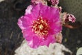 Desert Bloom Series - Beavertail Cactus - Opuntia Basilaris Royalty Free Stock Photo