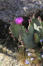 Desert Bloom Series - Beavertail Cactus - Opuntia Basilaris Royalty Free Stock Photo