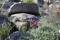 Desert Bloom Series - Beavertail Cactus - Opuntia Basilaris Royalty Free Stock Photo