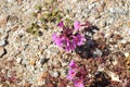 Desert Bloom Series - Bigelow\'s Monkey Flower - Diplacus bigelovii