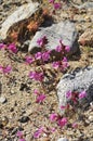 Desert Bloom Series - Bigelow\'s Monkey Flower - Diplacus bigelovii