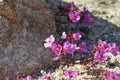 Desert Bloom Series - Bigelow\'s Monkey Flower - Diplacus bigelovii