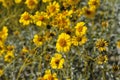 Desert Bloom Series - Brittlebush - Encelia Farinosa