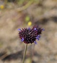 Desert Bloom Series - Chia - Salvia Columbariae