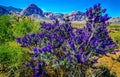 Desert Blooming Panoramic Wild Flower Foliage Vista Nevada