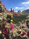 Desert blooms Royalty Free Stock Photo