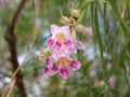 Desert Blossom