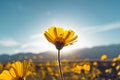 Desert Blossom Sunflowers at Sunset, Death Valley National Park, California Royalty Free Stock Photo