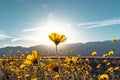 Desert Blossom Sunflowers at Sunset, Death Valley National Park, California Royalty Free Stock Photo