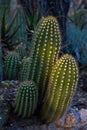 Desert, Botanical, Garden, Phoenix, Arizona, flowers, plants, trees, cacti, wildlife, color,