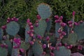 Desert, Botanical, Garden, Phoenix, Arizona, flowers, plants, trees, cacti, wildlife, color,