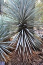 Desert Botanical Garden Phoenix, Arizona, United States