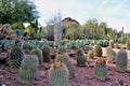 Desert Botanical Garden Phoenix, Arizona, United States Royalty Free Stock Photo