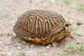 Desert Box Turtle Terrapene ornata luteola