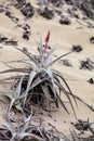 Desert bromeliad, Caral, Peru Royalty Free Stock Photo
