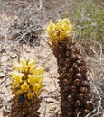 Desert Broomrape blossom Royalty Free Stock Photo