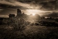 Desert Bush Grows From Crack In Rock Royalty Free Stock Photo