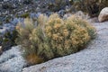 Desert bush in the Red Rock Canyon National Conservation Area, U Royalty Free Stock Photo