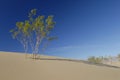 Desert bush on a sand dune Royalty Free Stock Photo