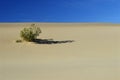 Desert bush on a sand dune