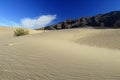 Desert bush on a sand dune