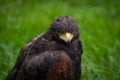 A desert buzzard closeup in a falcrony in saarburg at summer, copy space Royalty Free Stock Photo