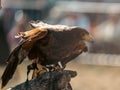 Desert buzzard & x28;Parabuteo unicinctus& x29; perched on a human hand Royalty Free Stock Photo