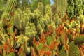 Desert Cacti Diversity Royalty Free Stock Photo