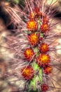 Desert cactus blooming