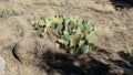 Desert Cactus Royalty Free Stock Photo