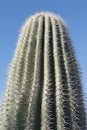 Desert cactus