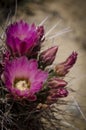 Desert cactus flower Royalty Free Stock Photo